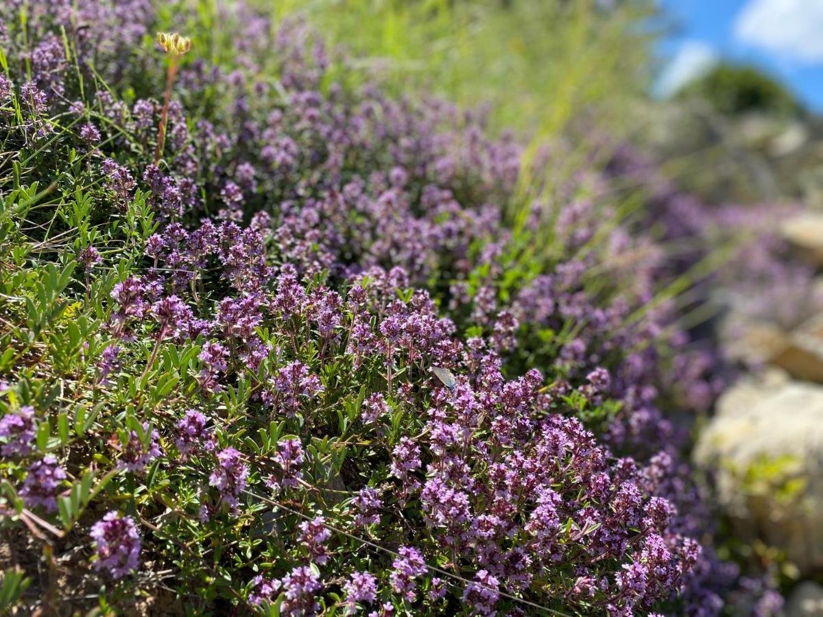 Gite En Haute Provence Montfroc エクステリア 写真